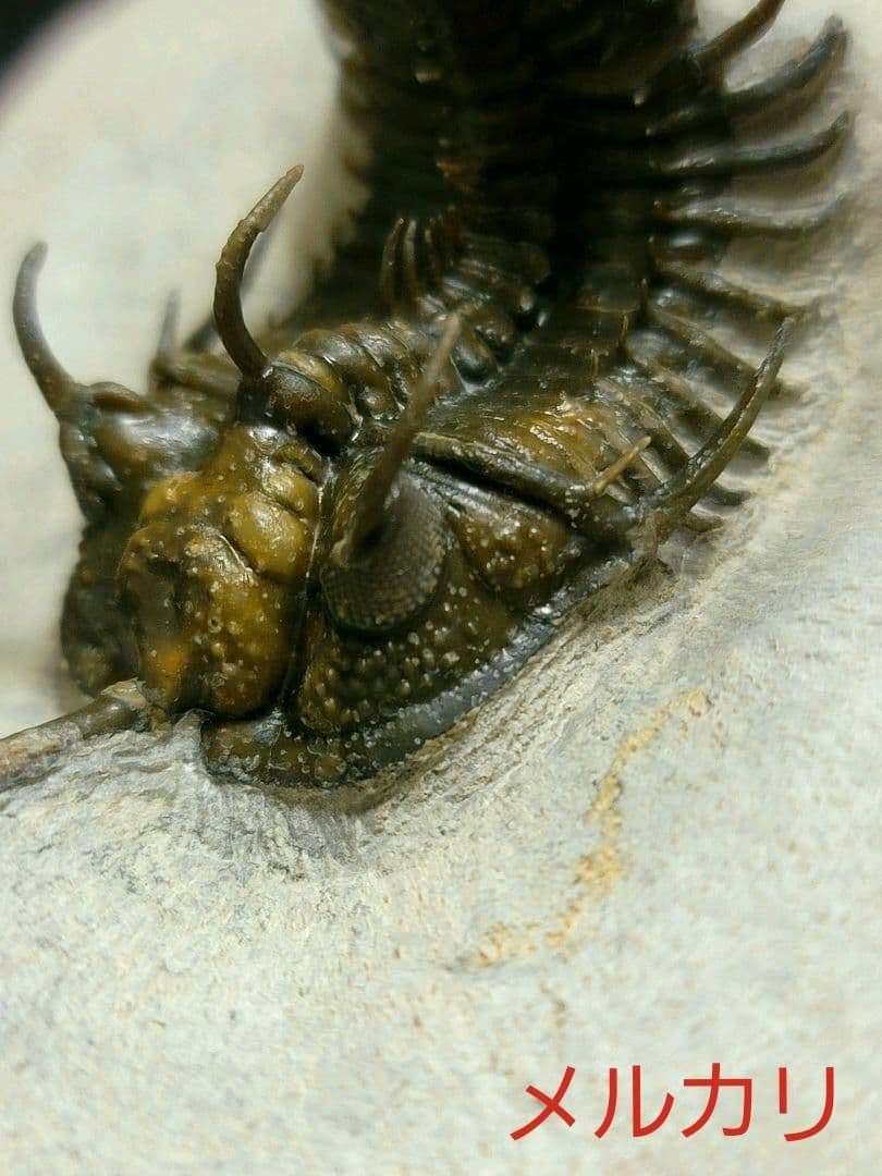 超美麗！三葉虫【Walliserops trifurcatus】化石 モロッコ