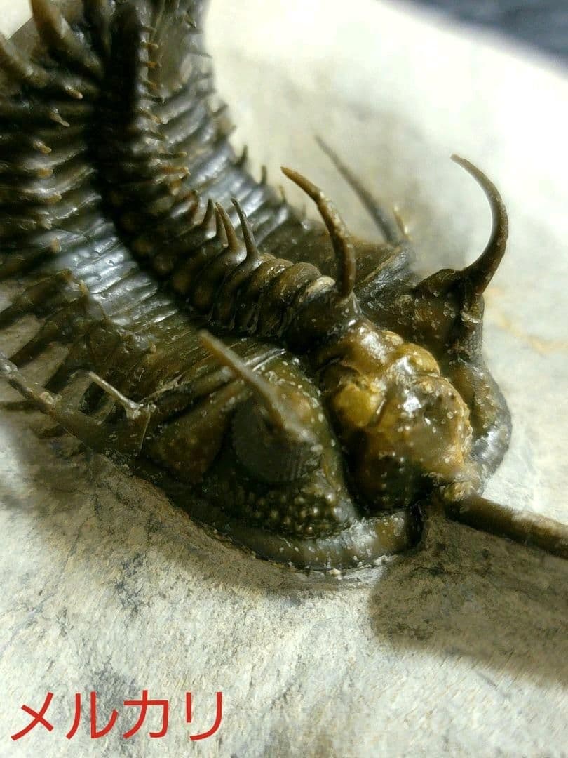 超美麗！三葉虫【Walliserops trifurcatus】化石 モロッコ