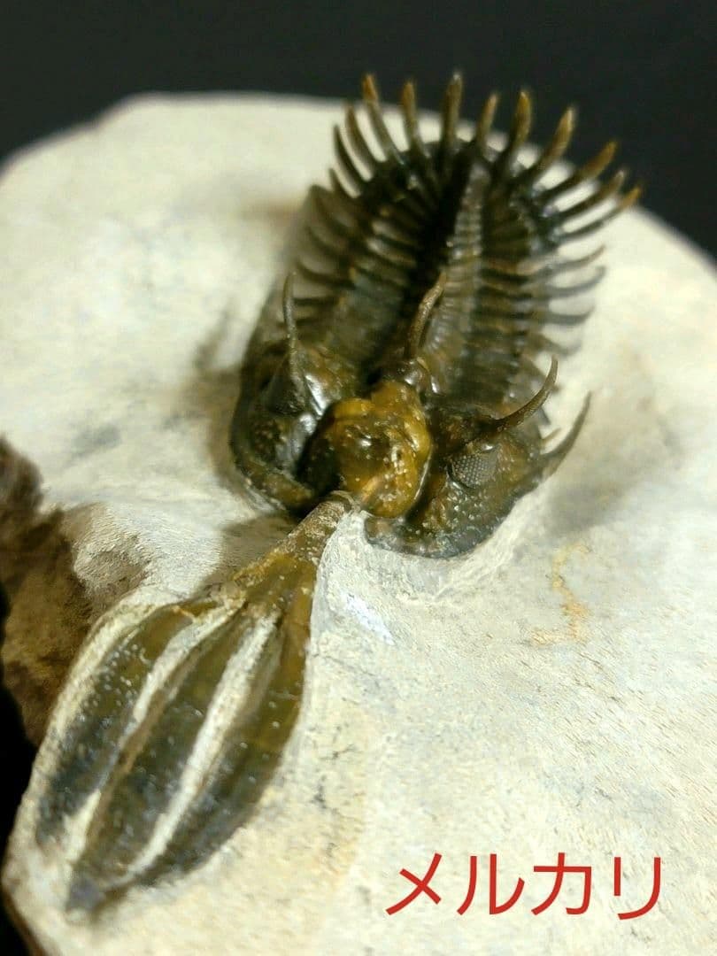 超美麗！三葉虫【Walliserops trifurcatus】化石 モロッコ