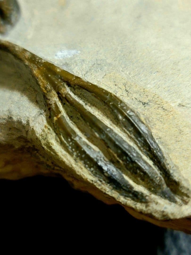 超美麗！三葉虫【Walliserops trifurcatus】化石 モロッコ