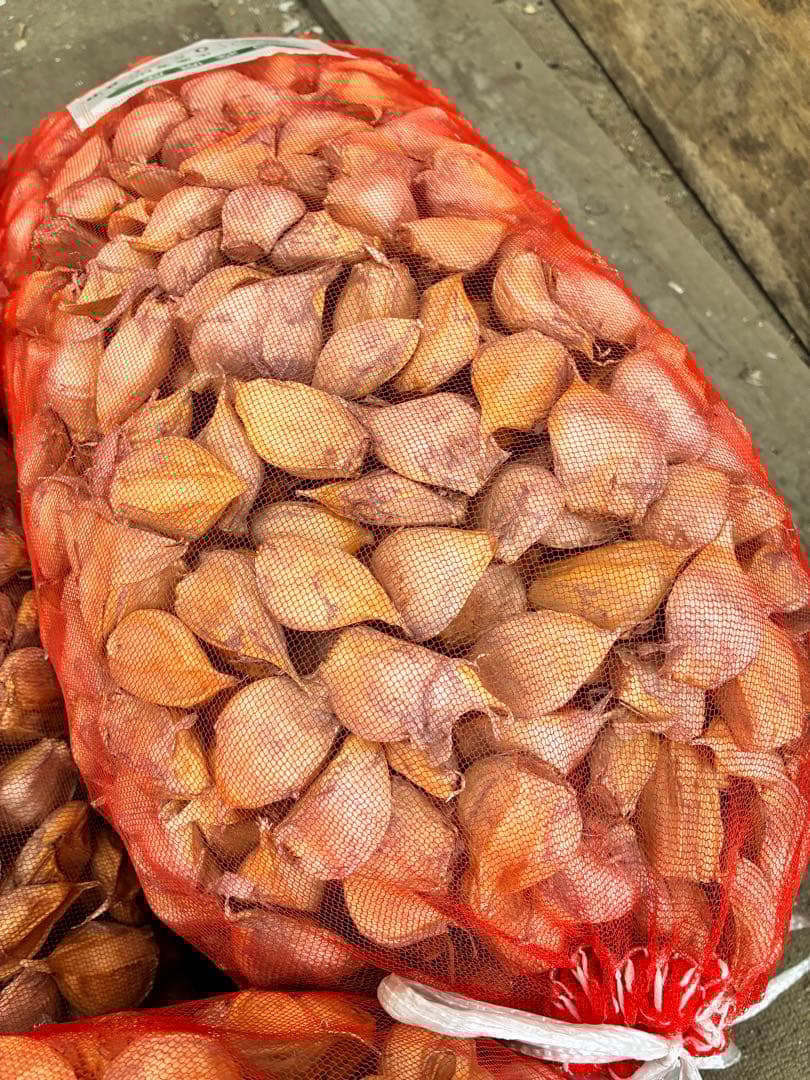 青森県にんにくタネ4キロ大　消毒