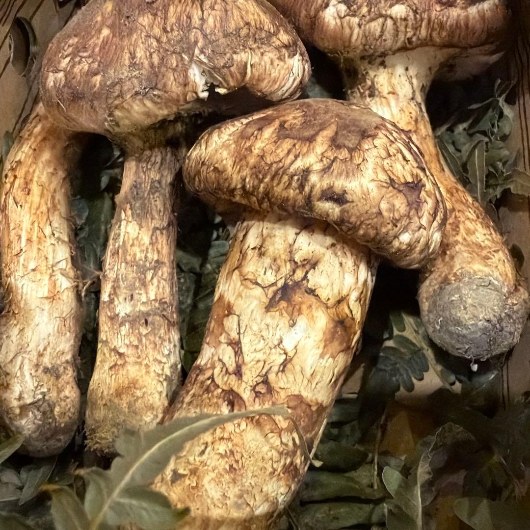 長野県産　松茸　190g おまけ付