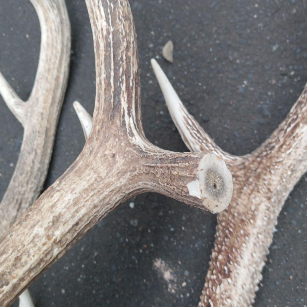 ク*ト様 天然蝦夷鹿の角、犬のおもちゃ 工芸品などにどうぞ、１２番