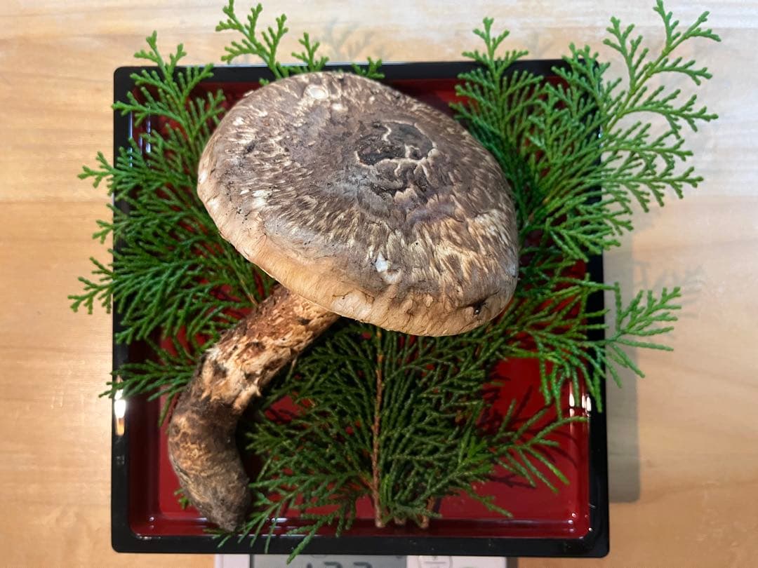 松茸170g（2本）長野県産松茸　南信州産松茸　国産松茸