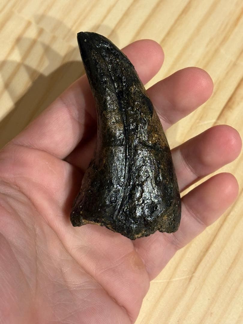 アフロベナトル　フットクロウ　化石　恐竜