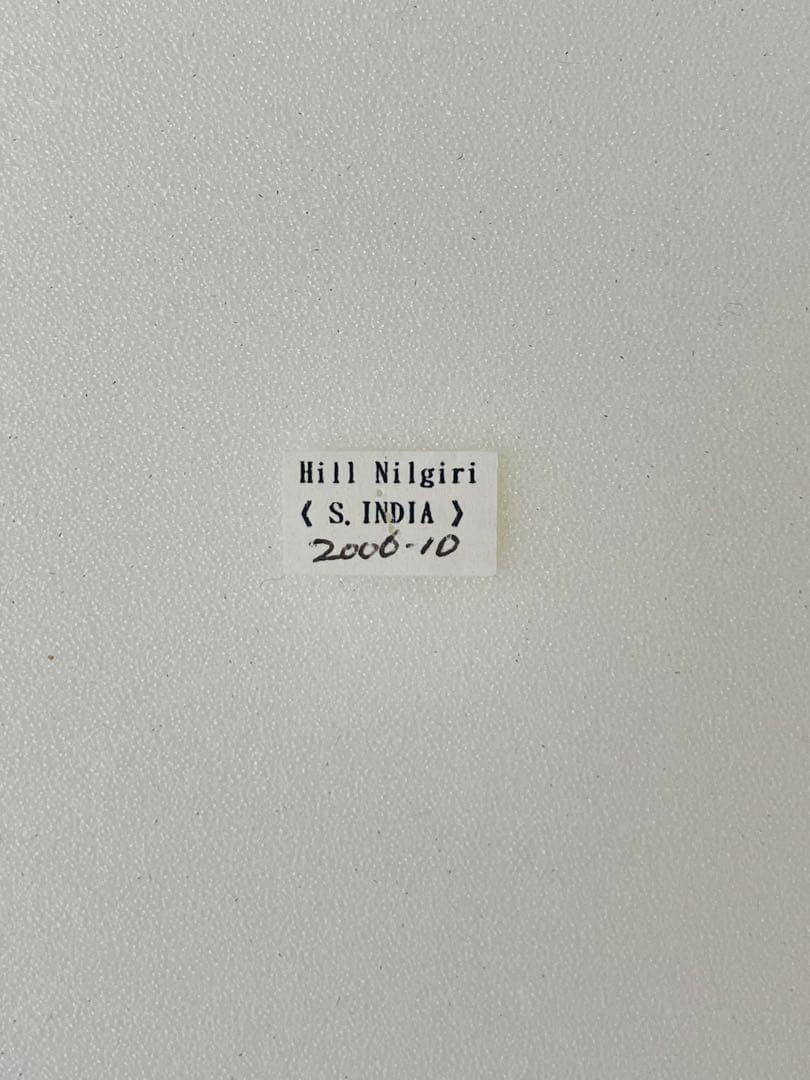 タミラナルリモンアゲハ（オス、インド・ニルギリ産）