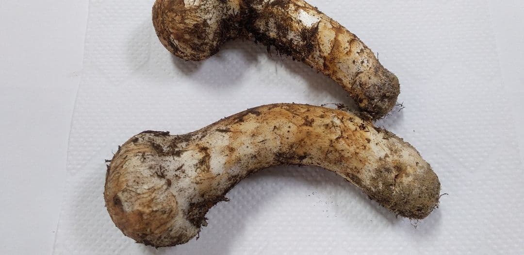 国産　松茸　長野県　送料込み　132㌘