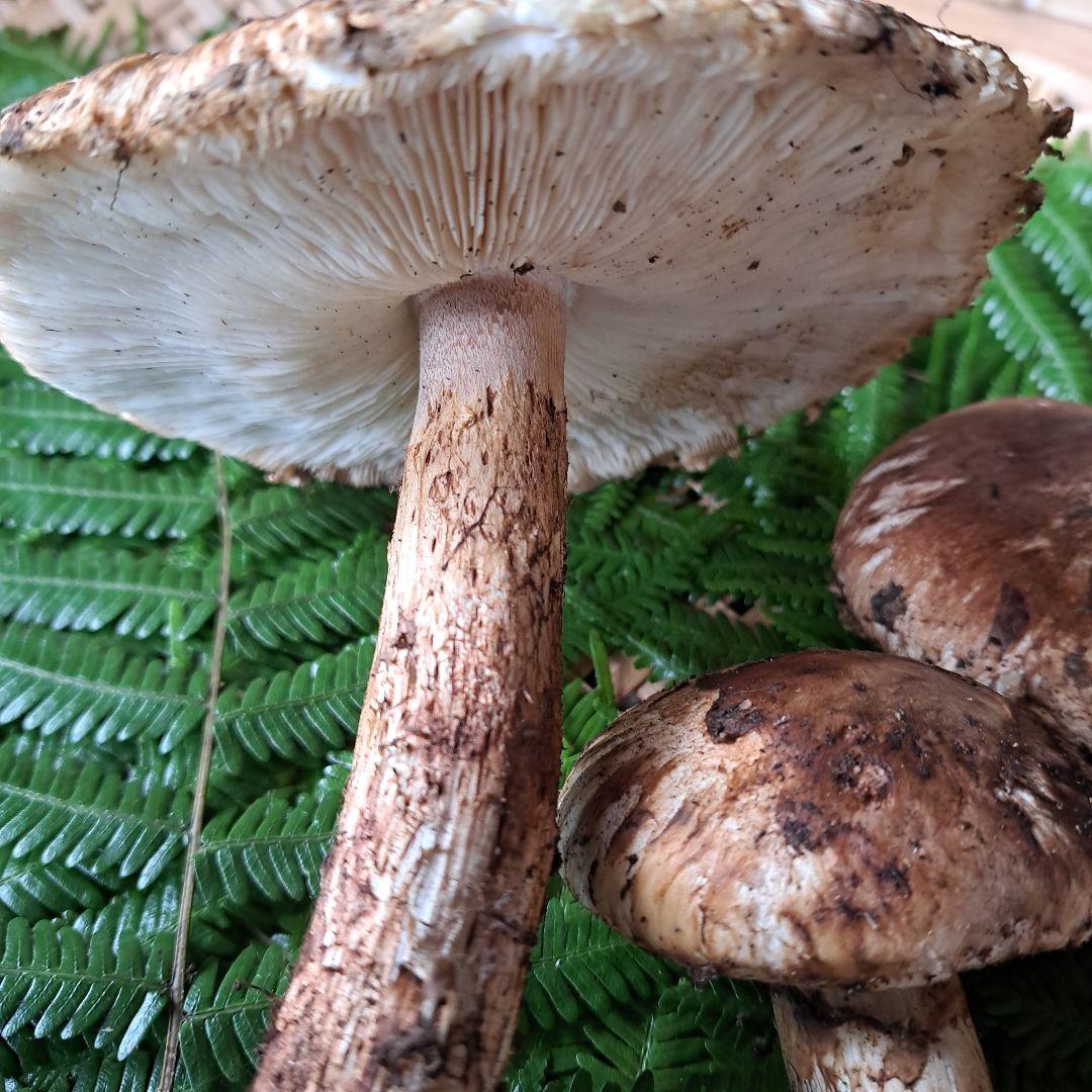 広島県産松茸　 279g