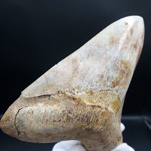 極上 メガロドン 歯 化石 本物 インドネシア 137.08mm mg11