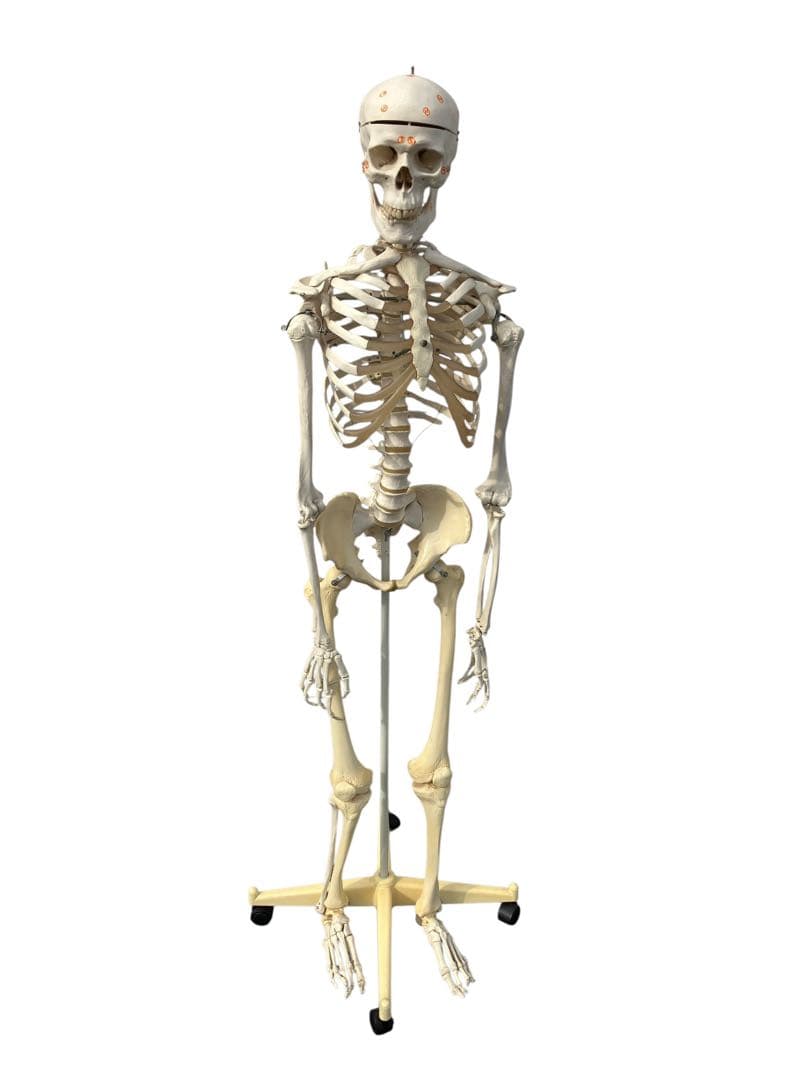 3B Scientific 人体骨格模型 約170cm 全身骨格 キャスター付き