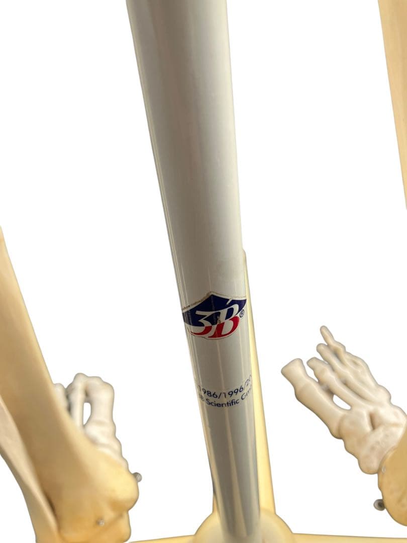 3B Scientific 人体骨格模型 約170cm 全身骨格 キャスター付き
