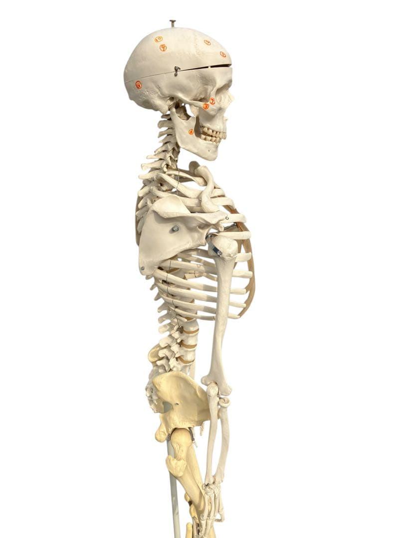 3B Scientific 人体骨格模型 約170cm 全身骨格 キャスター付き