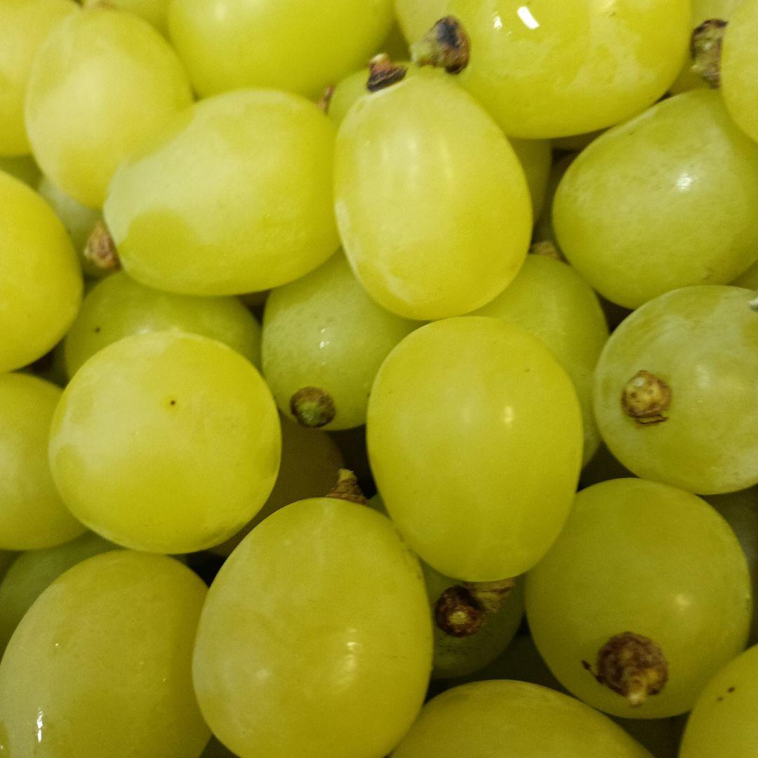 限定特売品シャインマスカット家庭用訳あり徳用5キロ入りの粒バック入りになります。