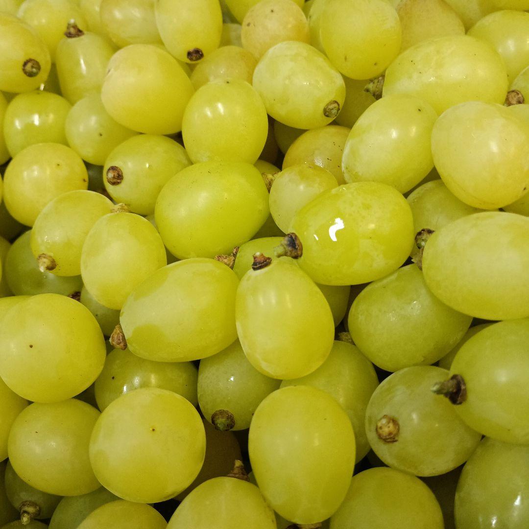 限定特売品シャインマスカット家庭用訳あり徳用5キロ入りの粒バック入りになります。