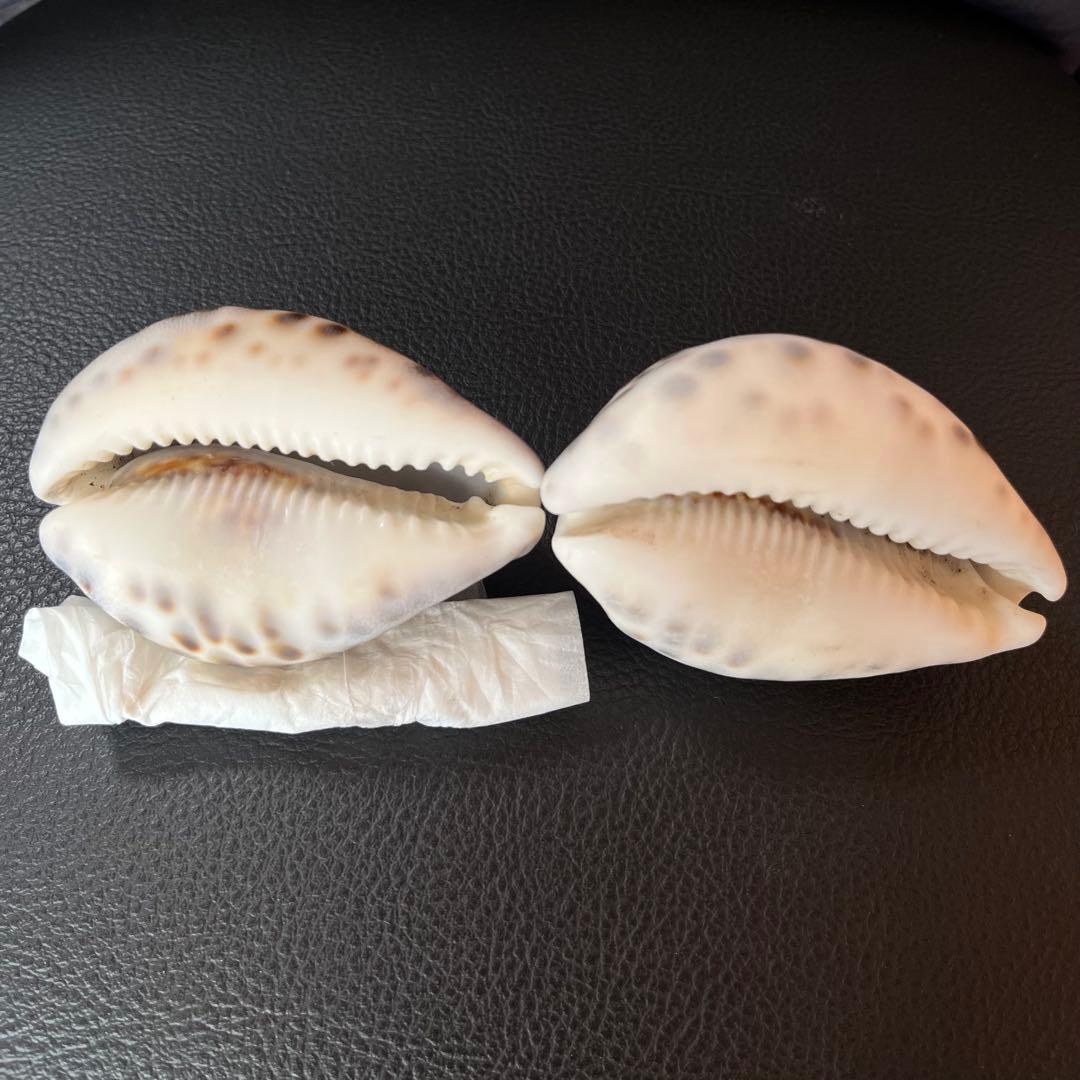 タカラガイ（ハワイホシダカラ？）2個セット　インテリアに