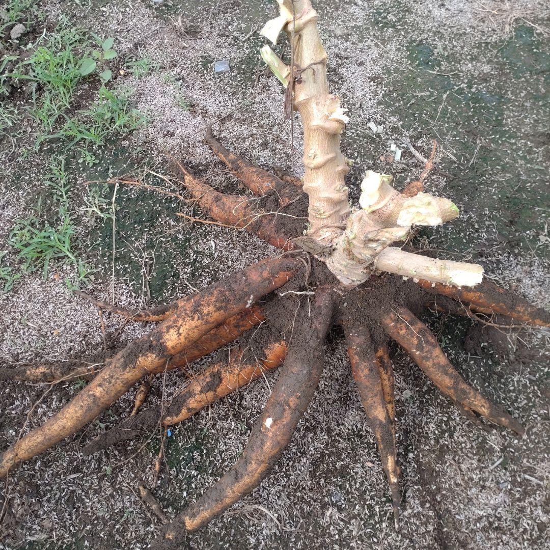 残りわずか★採れたて★23kg★キャッサバ芋 cassava yuca