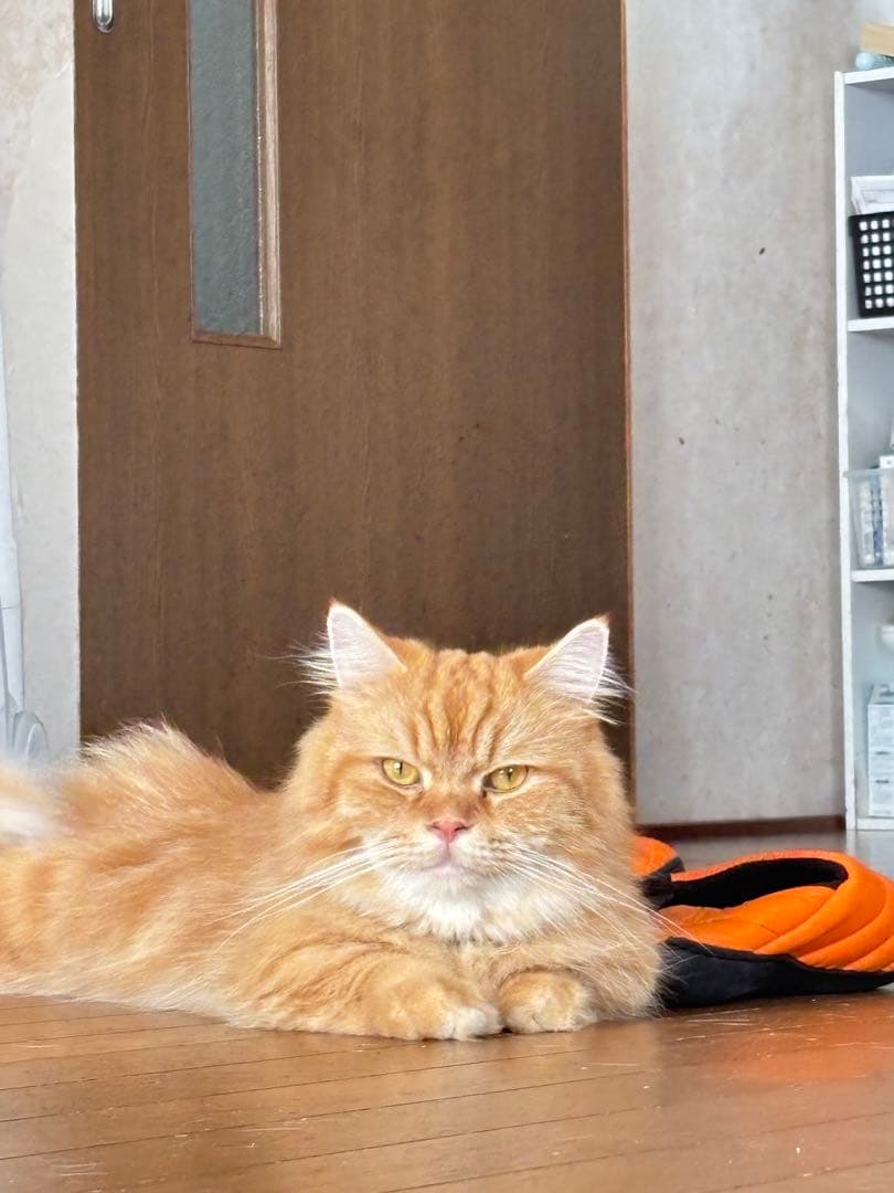 Campagnolo 見たらいいことあるよ〜