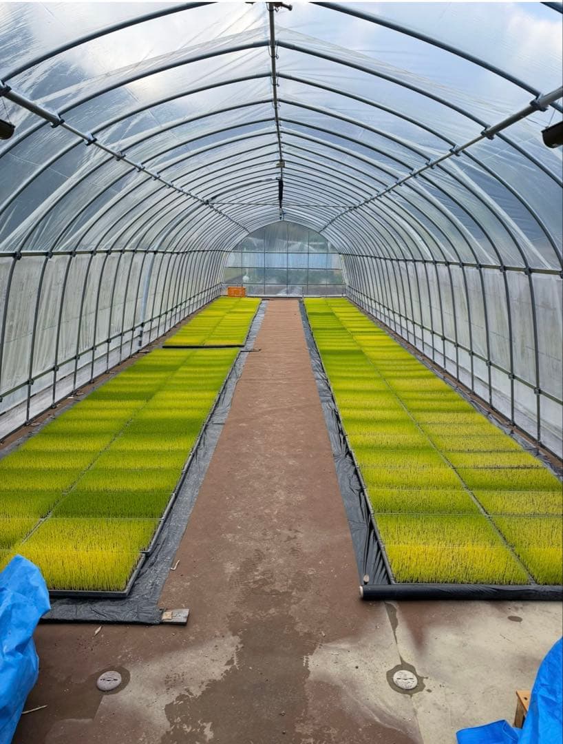 令和7年度愛媛県産コシヒカリ10k 特別栽培米　エコえひめ(一等米)