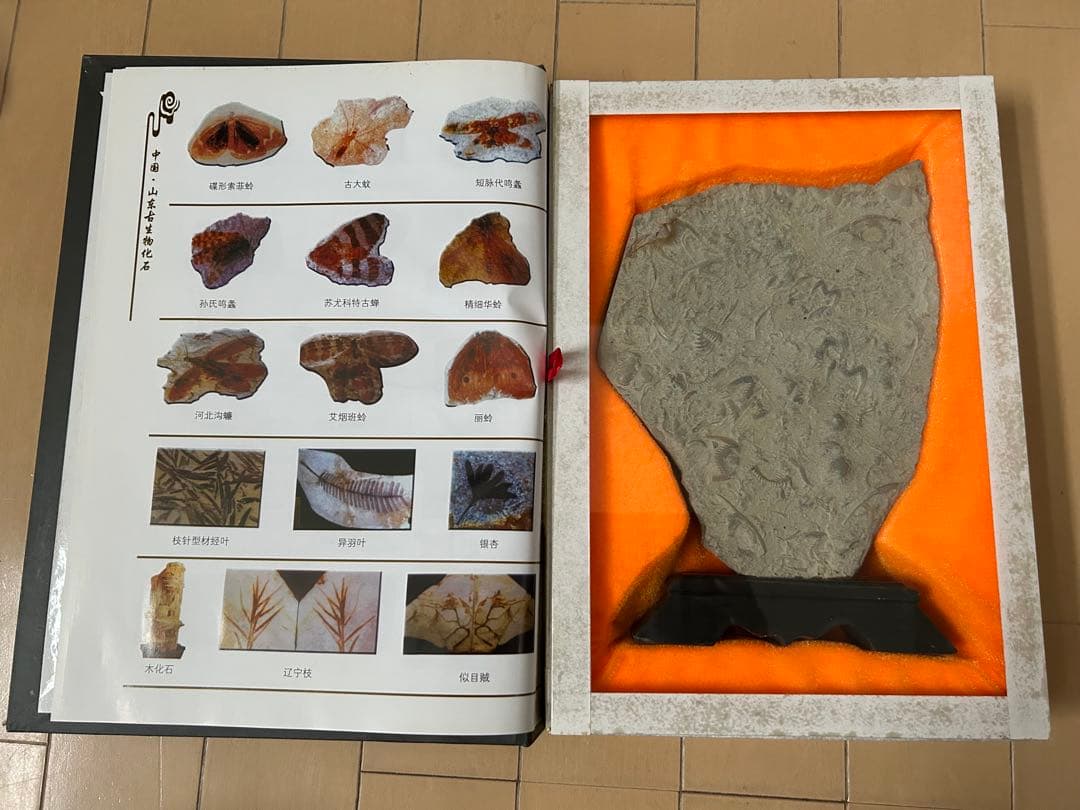 三葉虫化石　山東省