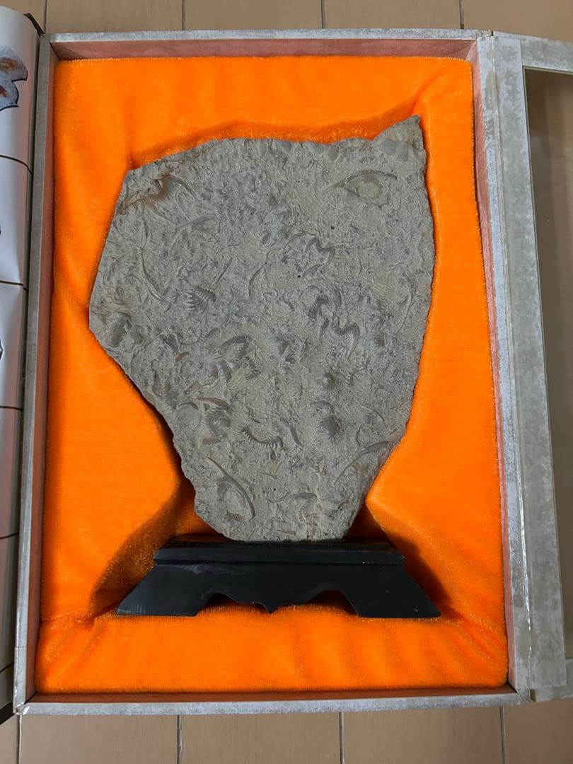 三葉虫化石　山東省