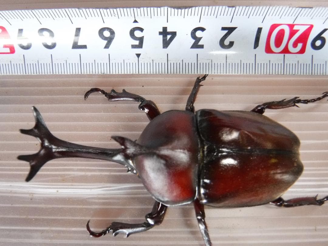 カブト虫マット１：発酵熟成竹：成虫・幼虫・産卵育成用：３００ℓ