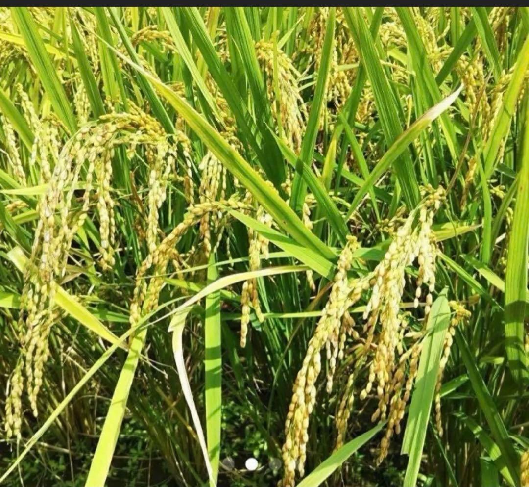 令和7年　新米　大分県産なつほのか　白米20㎏キロ　精米済み分　お米こめ