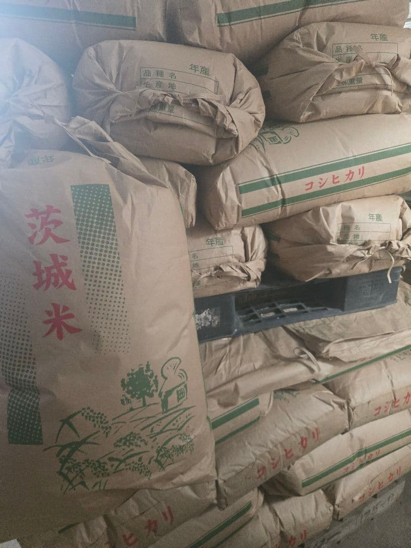 令和7年度　茨城県産　ミルキークイーン