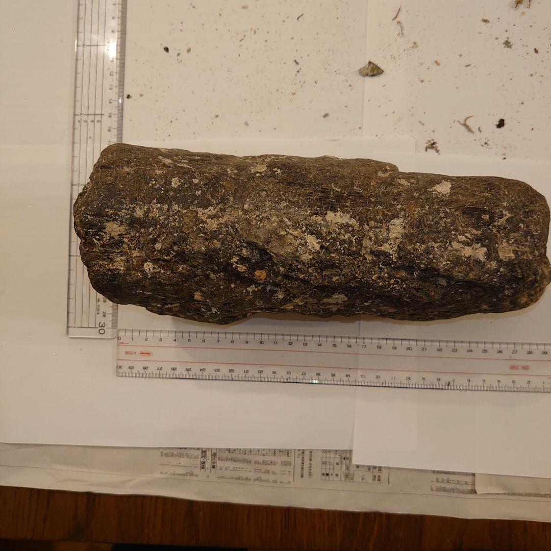 ナウマンゾウ　海上がり　化石　牙？