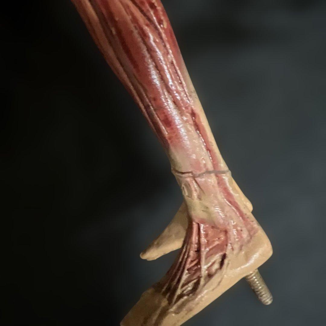 人体模型　貴重　激レア　男女