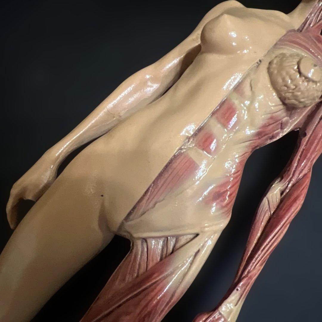 人体模型　貴重　激レア　男女