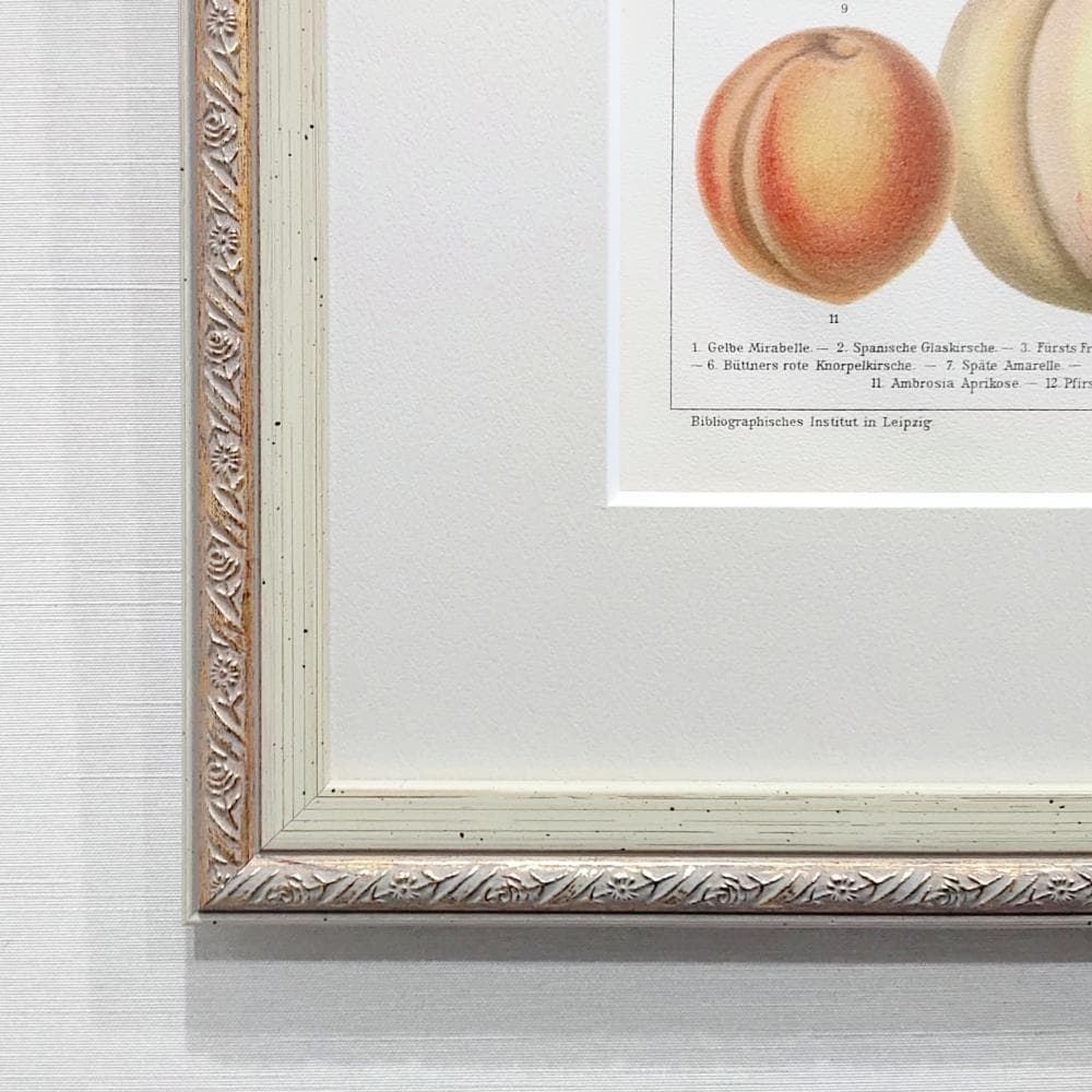 果物の図版　アンティーク　1907年　ドイツ　マイヤー百科事典　リトグラフ　版画