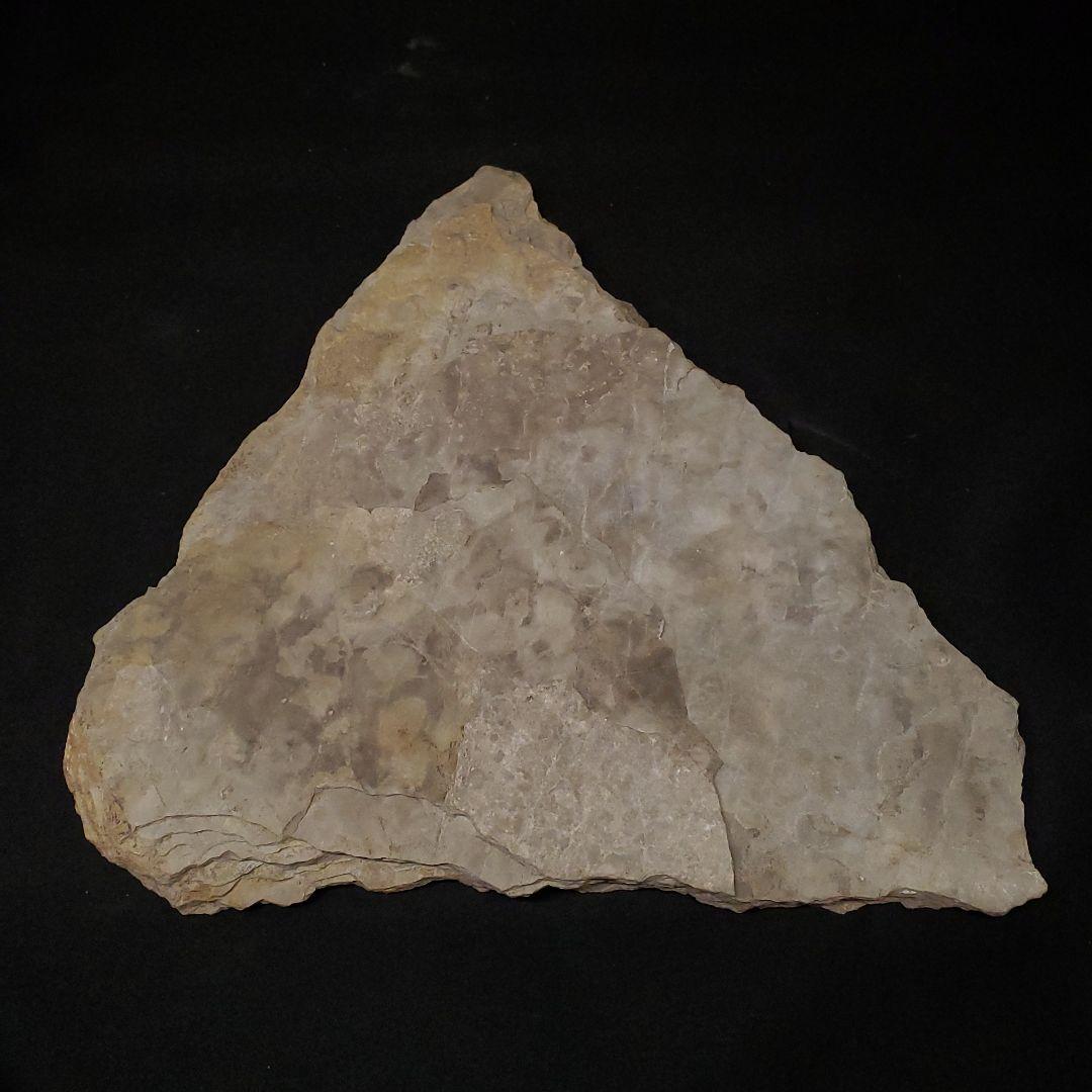 再開予定　準備中さま　希少 グラレーター 恐竜 足跡 270mm fr60