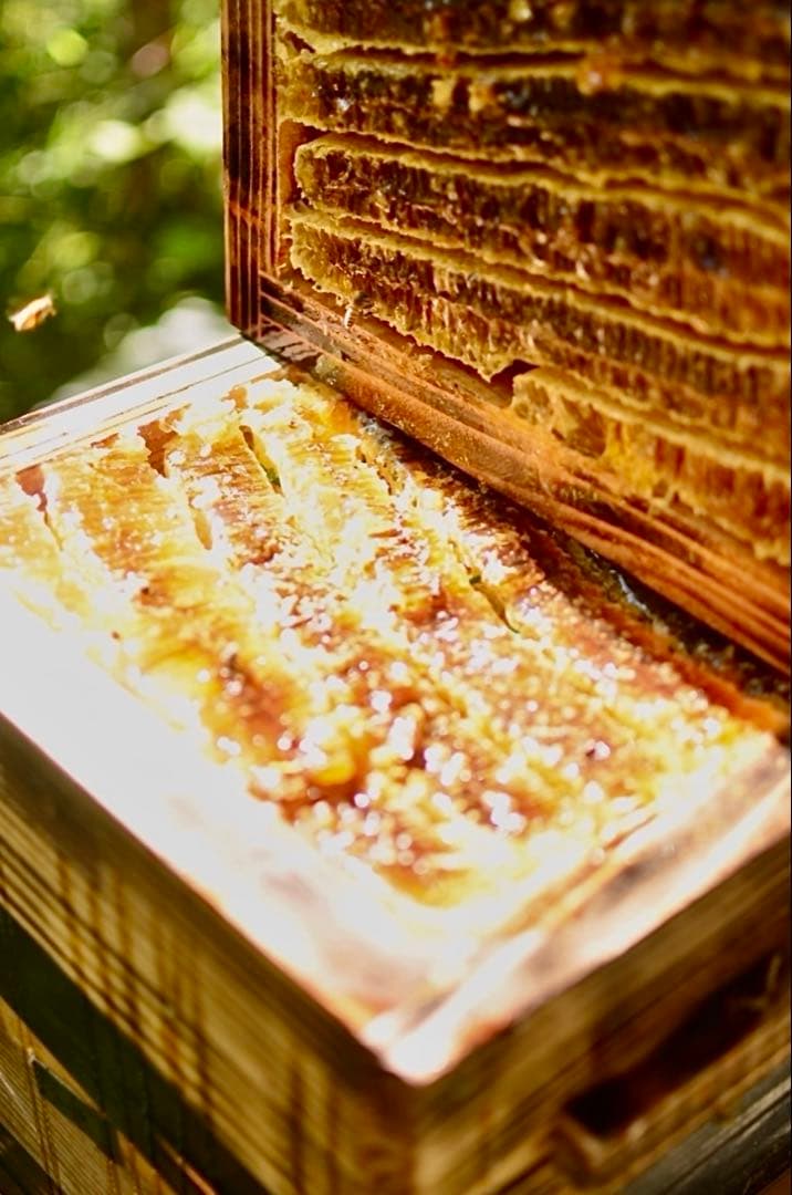 日本ミツバチのハチミツ　たれ蜜　300g×3個 ❣️送料込み‼️ ¥8,640