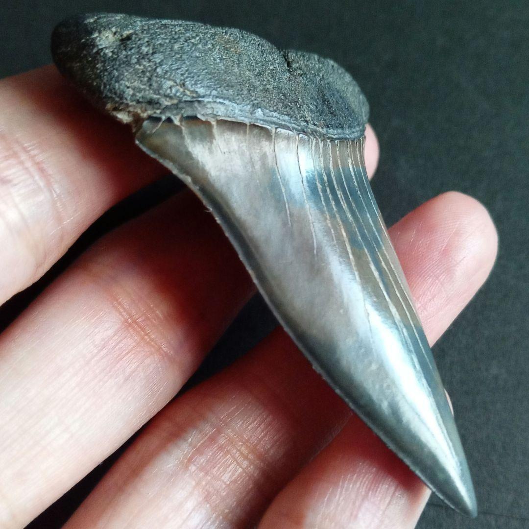 サメの歯　ホホジロザメ　絶滅種　特大　完全体　極美麗　６５mm