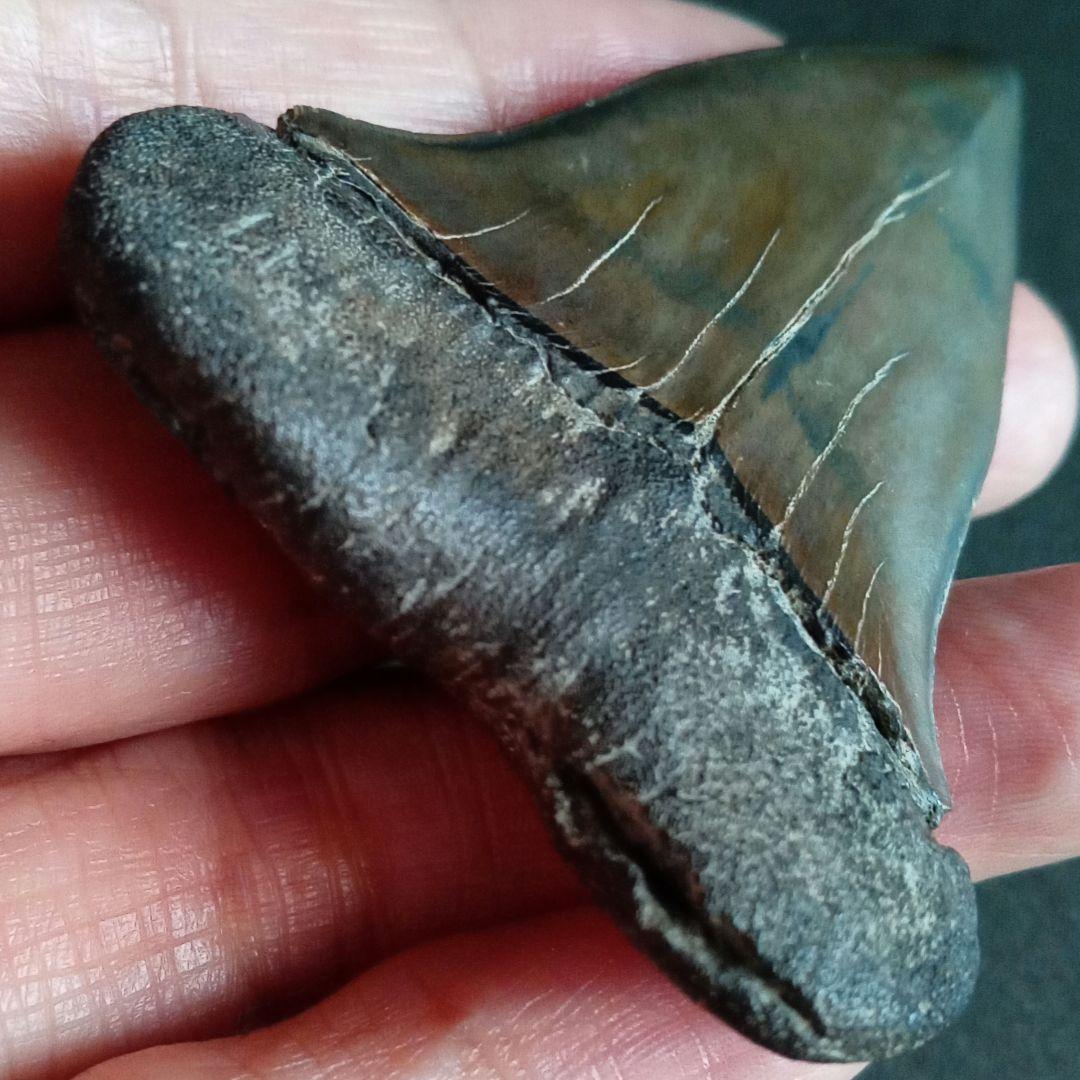 サメの歯　ホホジロザメ　絶滅種　特大　完全体　極美麗　６５mm