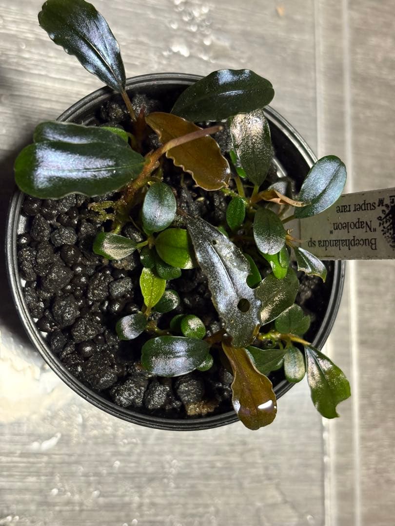 タロウガーデン 