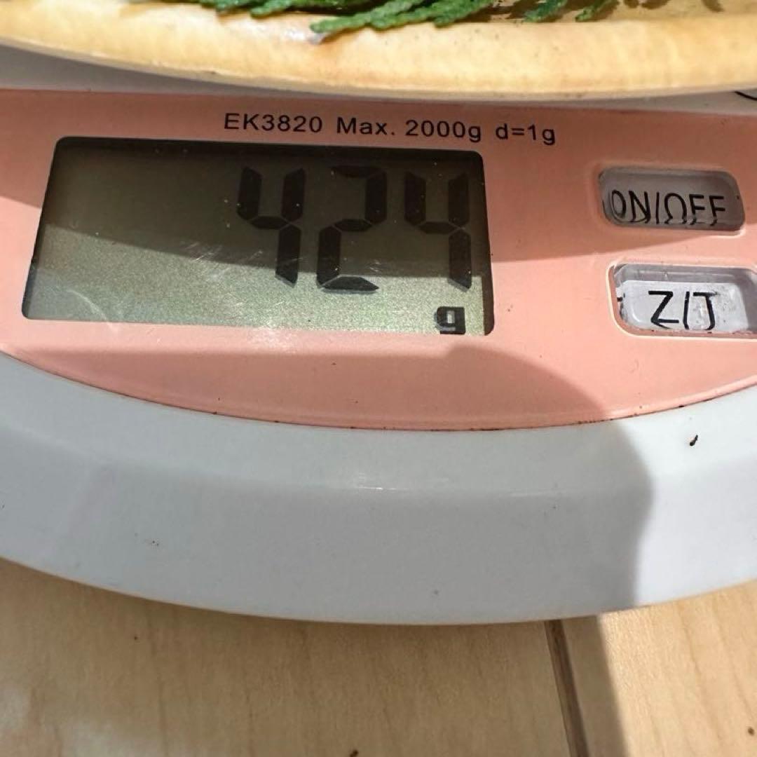 国産松茸424g【そろそろ最終】