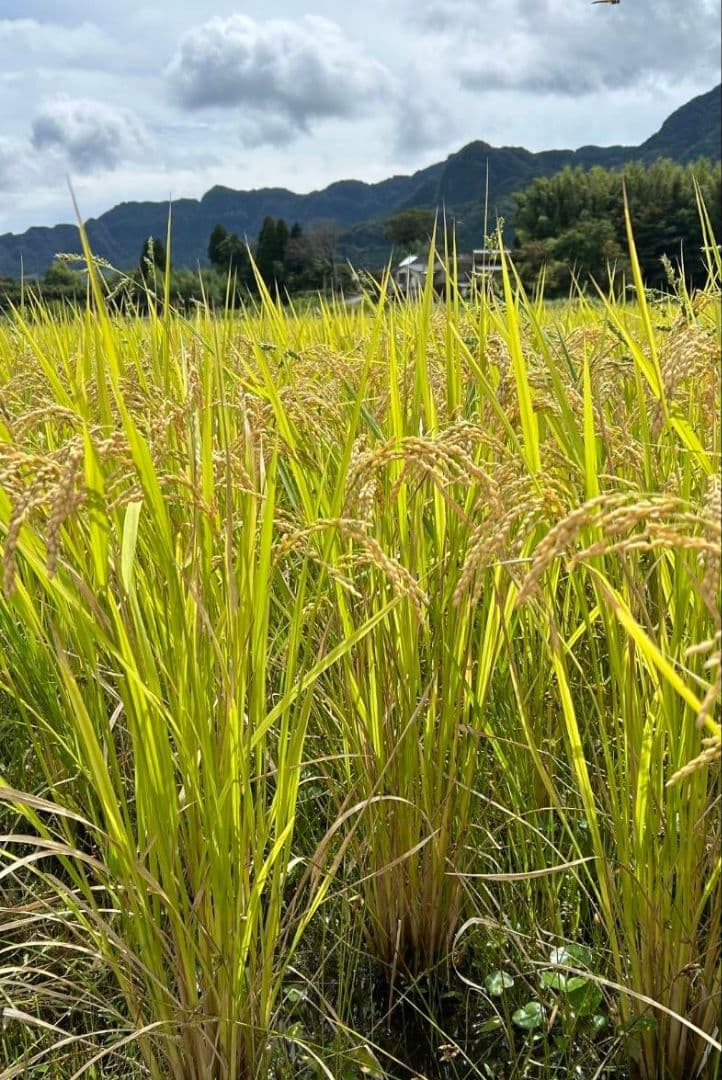 令和7年 自然栽培米 イセヒカリ 20kg 玄米