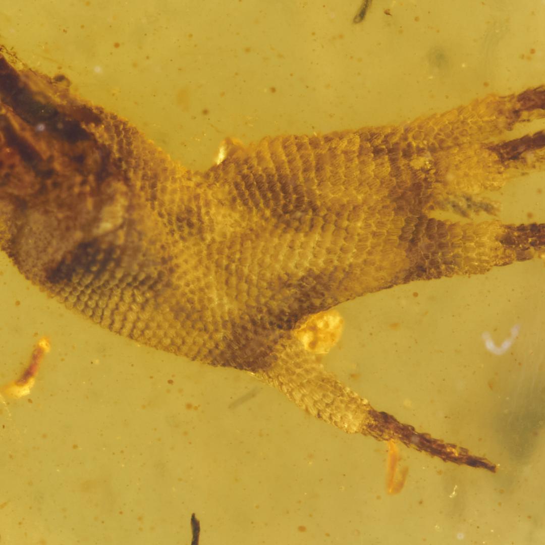 レア極上品 PA0014虫入り琥珀化石　ミャンマーカムティかタナイ9900万年前