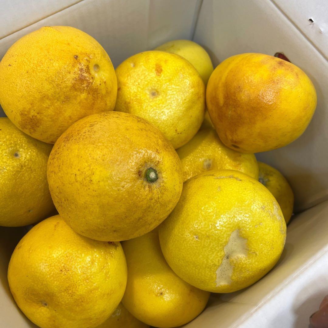 文旦　アウトレット品　山北みかん　ポンカン　好きにも　14