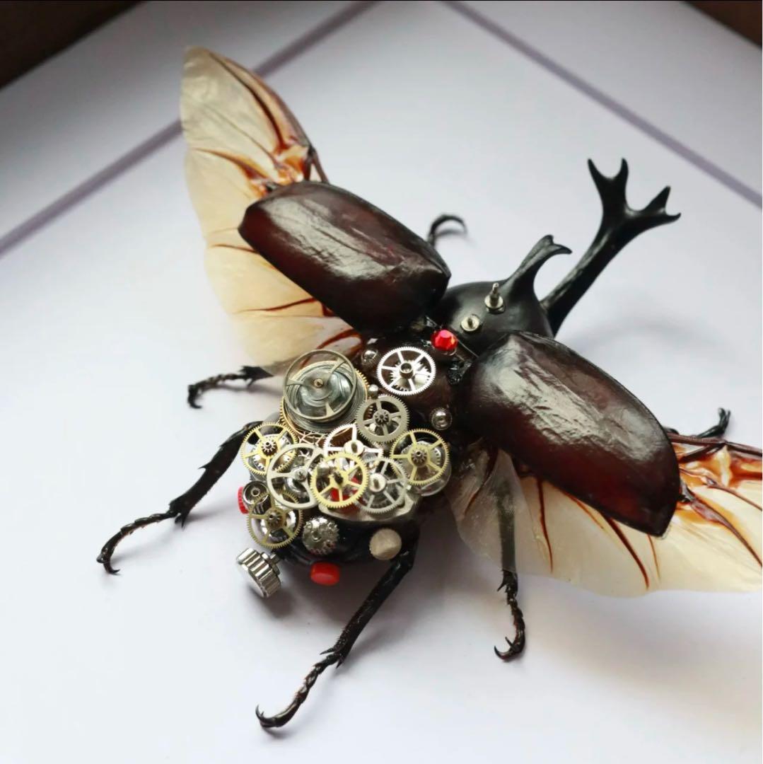 カブトムシ　標本　歯車　1点物