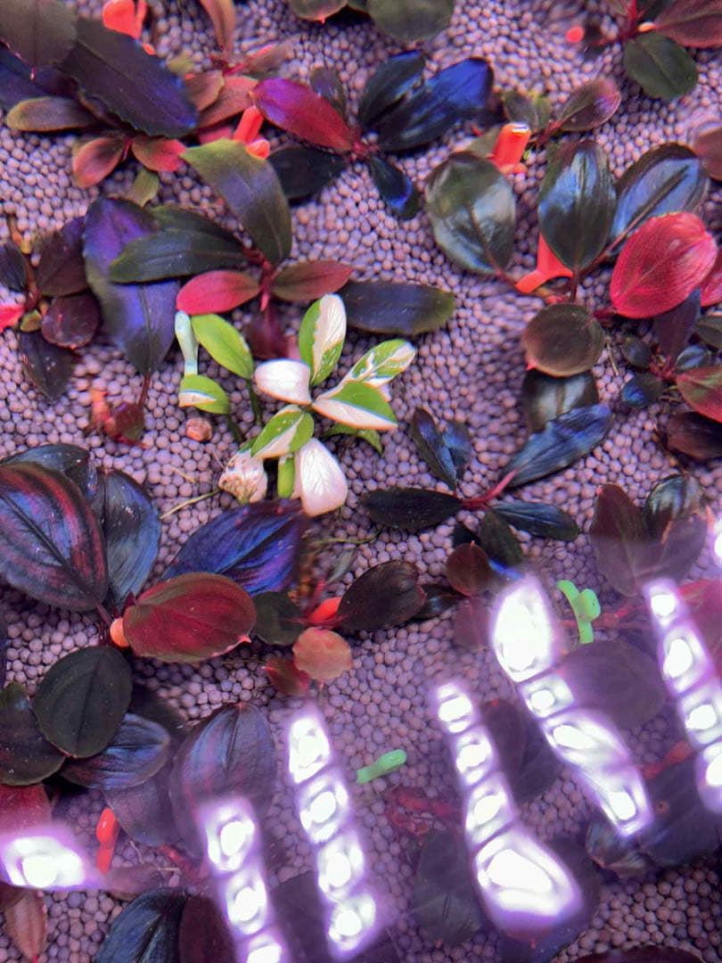 斑入りパンダアヌビアス1株　当日限定