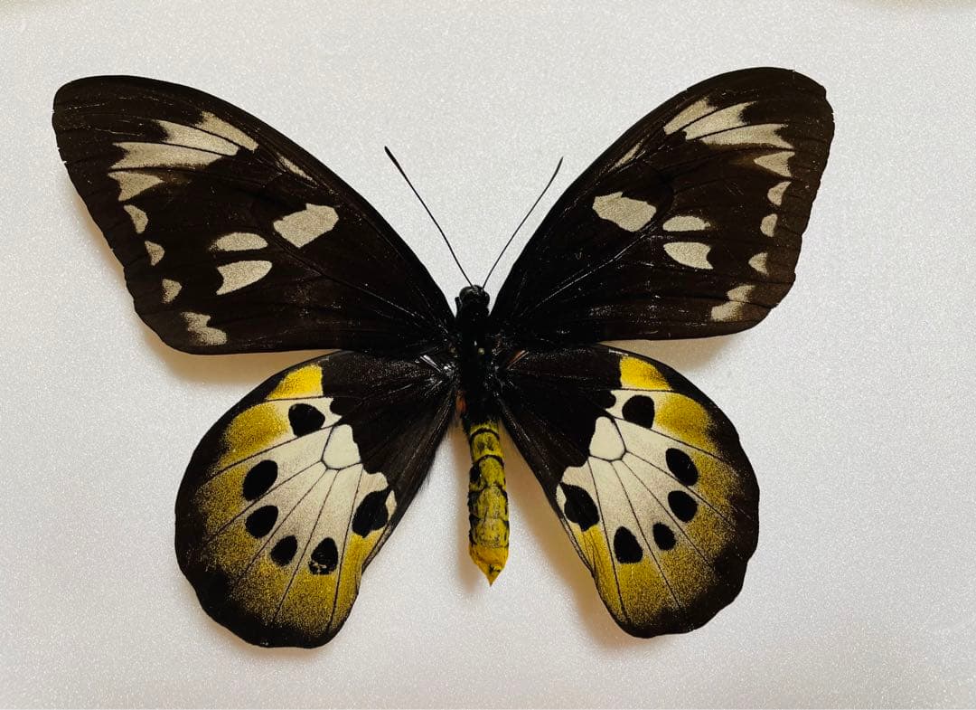 チトヌストリバネアゲハ（1メス・Arfak Mt INDONESIA産）