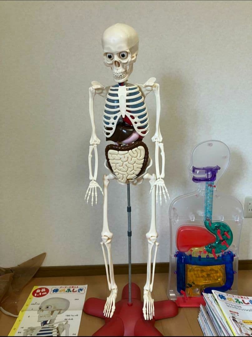 アーサーが教える体のふしぎ 1~ 80巻セット人体模型