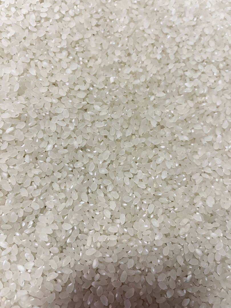 【令和7年産】栃木県日光市産 コシヒカリ 10kg（白米）産地直送 注文後精米！