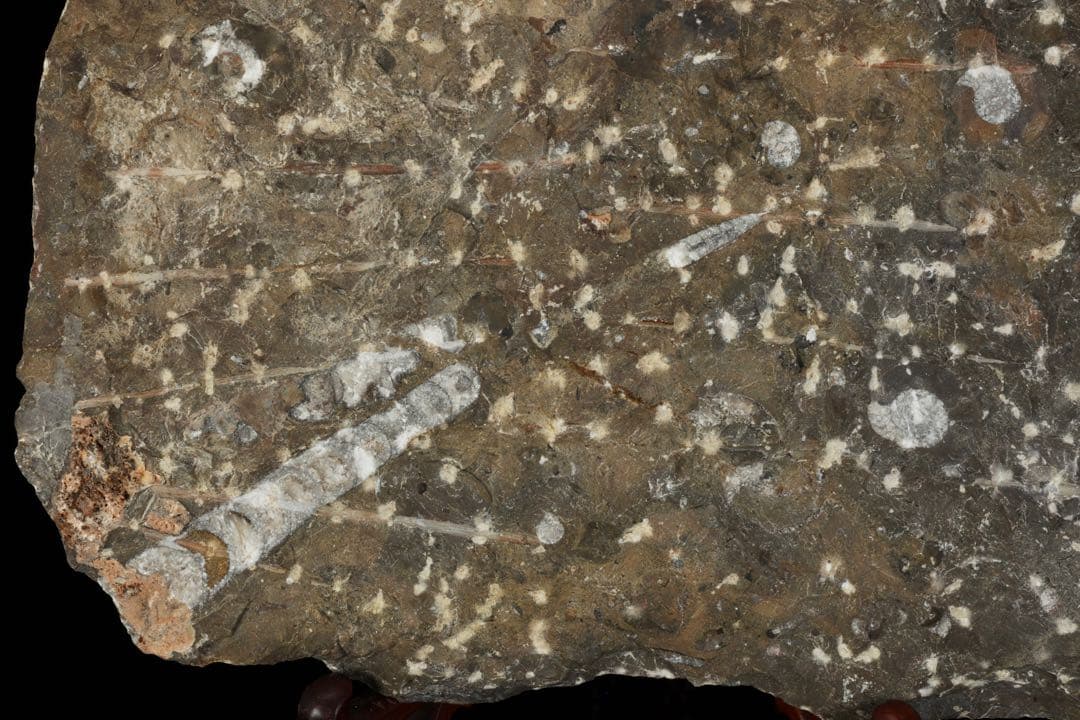 アンモナイト オルソセラス 化石プレート 6.3kg台付 直角貝 古生物化石標本