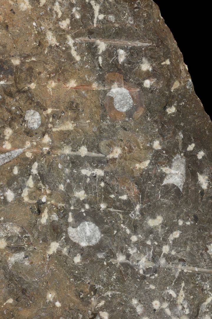 アンモナイト オルソセラス 化石プレート 6.3kg台付 直角貝 古生物化石標本