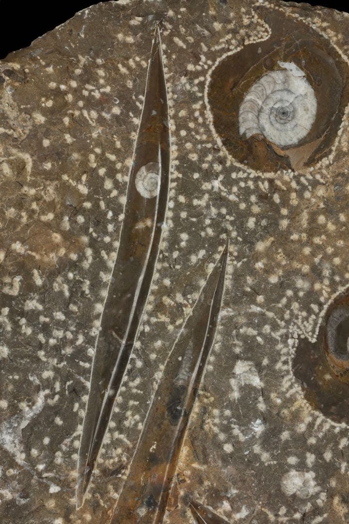 アンモナイト オルソセラス 化石プレート 6.3kg台付 直角貝 古生物化石標本