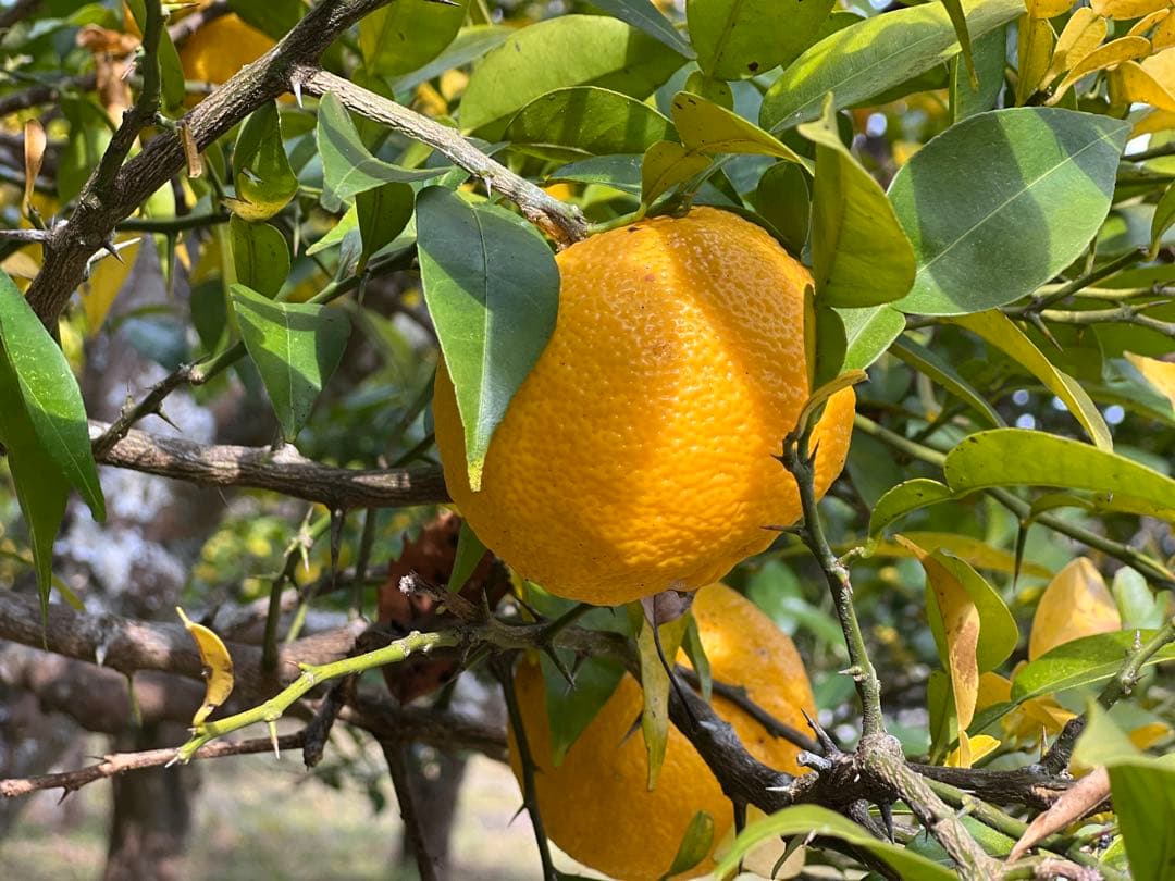 20年間農薬＆化学肥料不使用のNAGOMIの柚子10kg