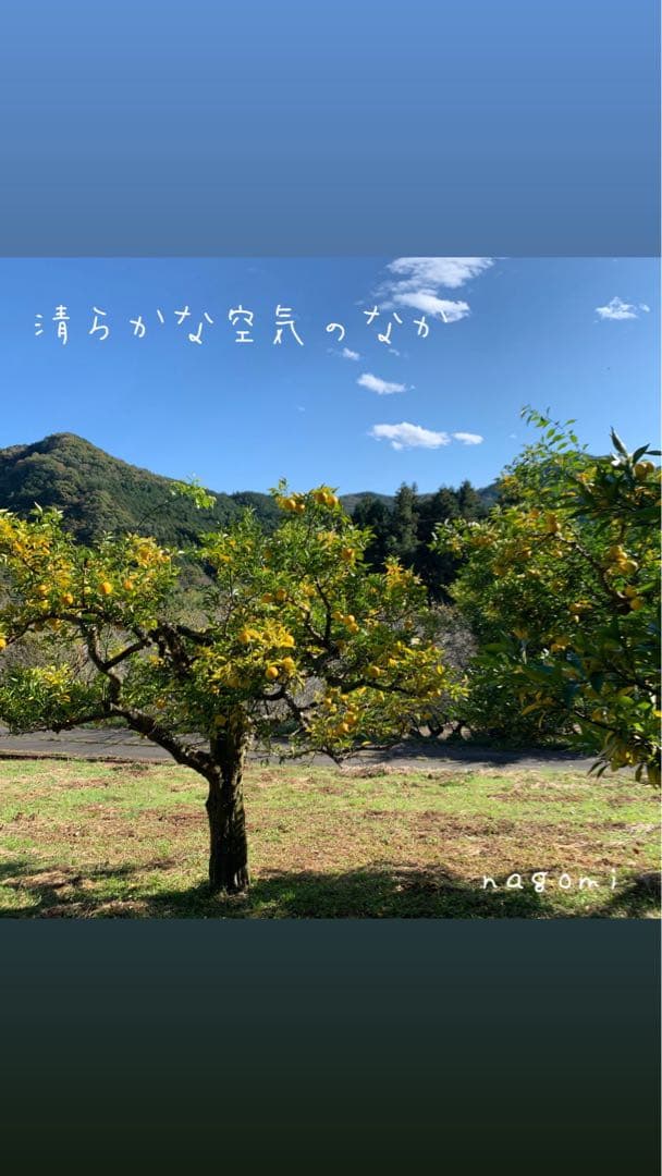 20年間農薬＆化学肥料不使用のNAGOMIの柚子10kg